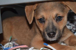 Pepper_Jan_7