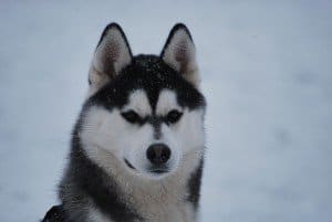 Schnee_Inouk
